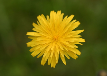 Gewöhnliches Ferkelkraut (Hypochoeris radicata) - © Emanuel Trummer